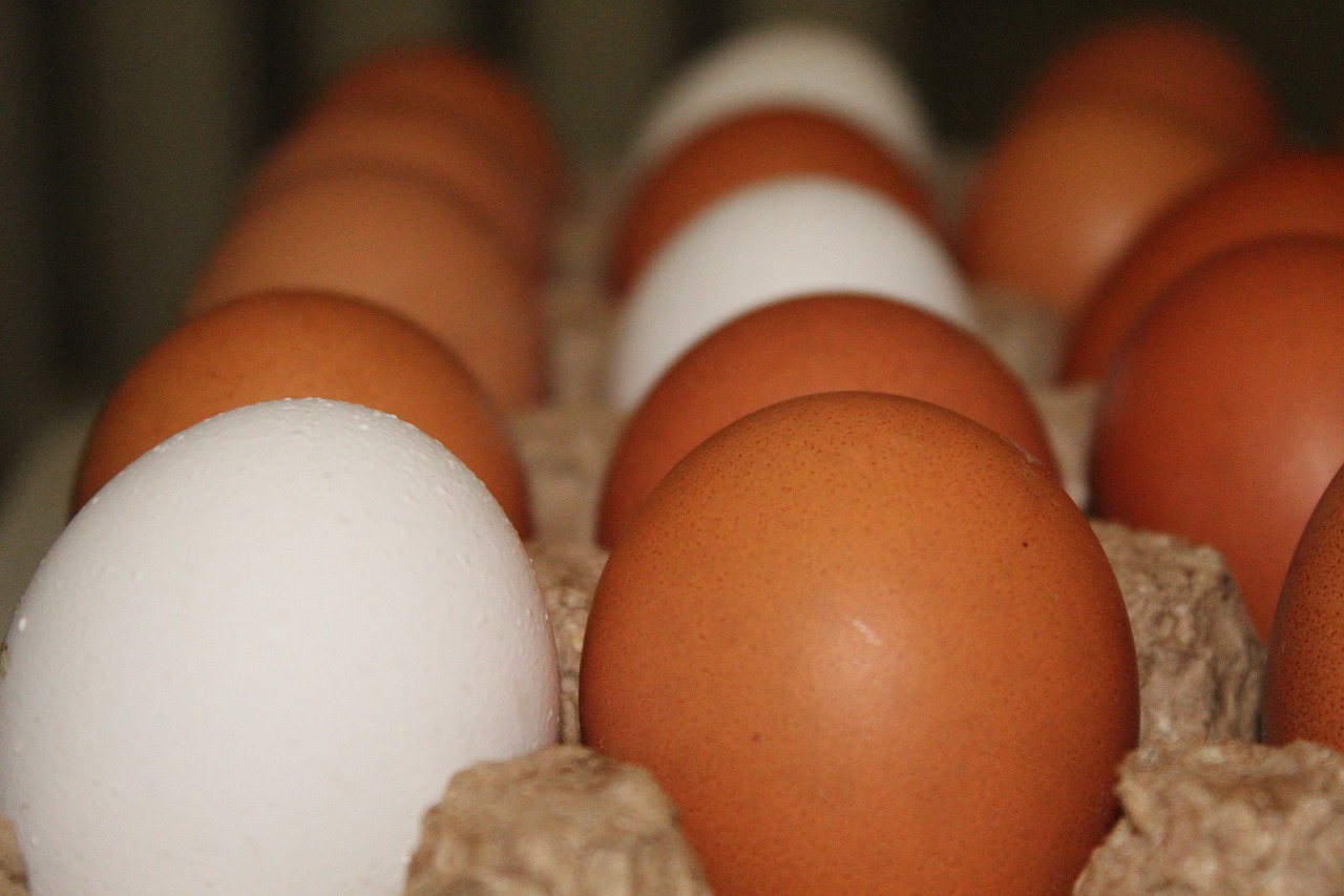 Категория яиц св. Цветные яйца куриные. Много яиц картинки. Яйцо куриное разных категорий. Пиксабай яйца.